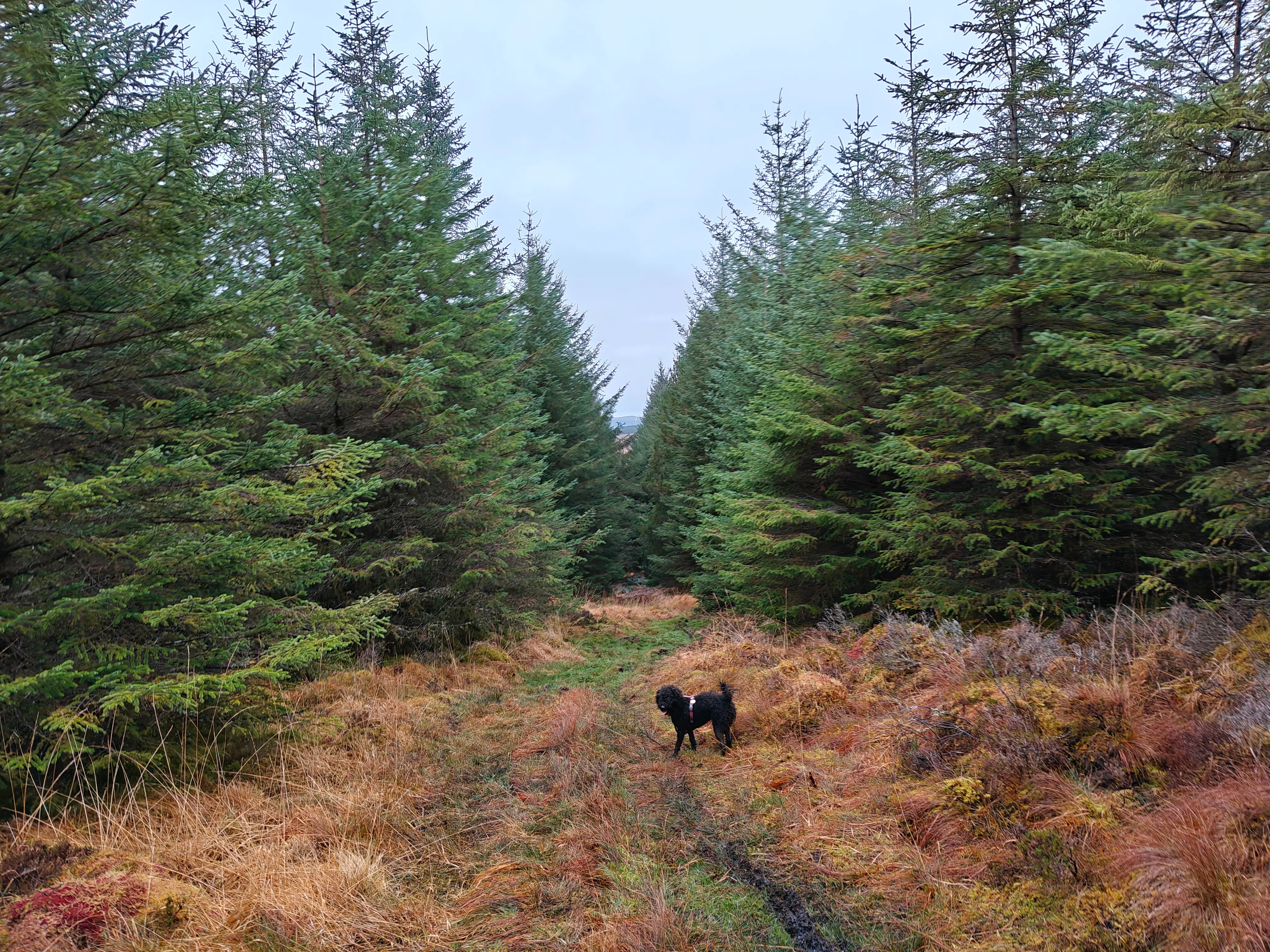 Beinn a’Ghlinne Bhig Trig Point (Coulnacraggan) – A Calming Forest Trek